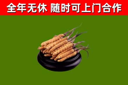 船山回收冬虫夏草
