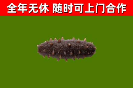 船山回收海参干